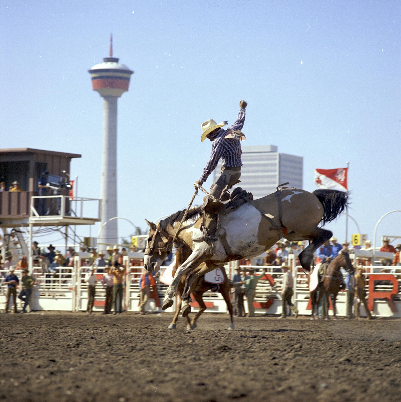 Saddle bronc rider at the Calgary Stampede, with the Calgary Tower in the background